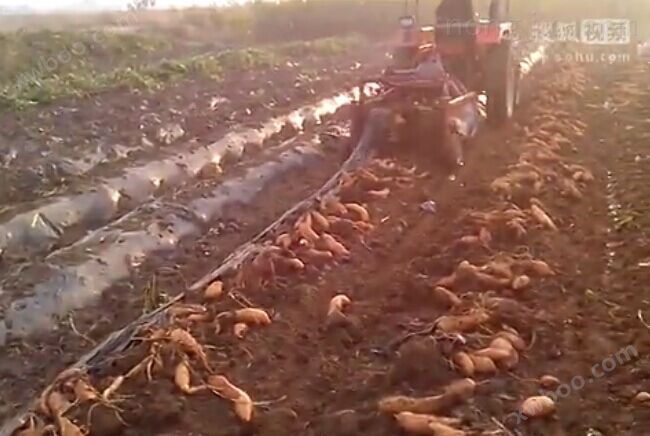 望谟县拖拉机带收获机 薯类收获机