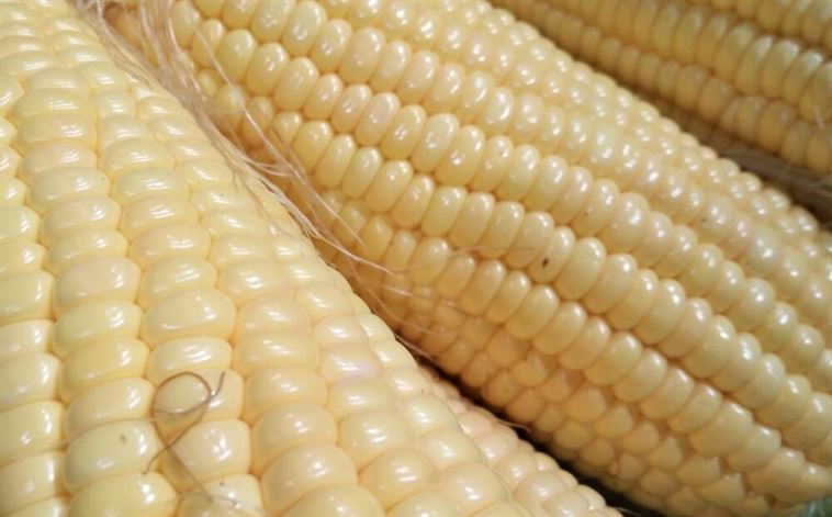 大型玉米深加工企业中粮科技2023年营收同比增加2.31%