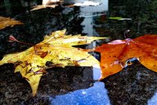 标准立项 | 《再生革 皮革纤维含量的测定 第1部分：溶解法》《毛皮 毛密度试验方法》国家标准及外文版计划获批立项